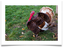 Gobbler - Denis McAllister